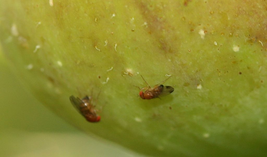 Moscerini della frutta:  Drosophila suzukii (Drosophilidae)